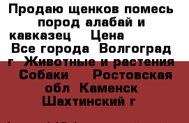 Продаю щенков помесь пород алабай и кавказец. › Цена ­ 1 500 - Все города, Волгоград г. Животные и растения » Собаки   . Ростовская обл.,Каменск-Шахтинский г.
